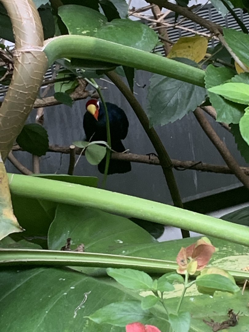 Aug. 2022- Violet turaco