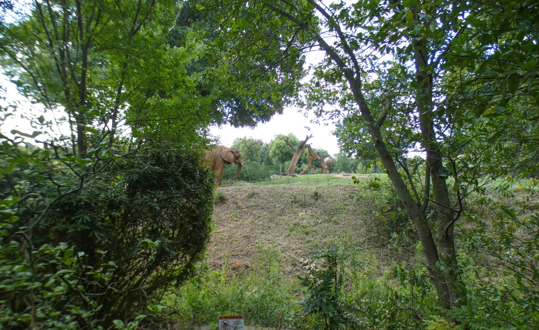 Aug. 2022 - Watani Grasslands Reserve - Elephant Exhibit (Side View)