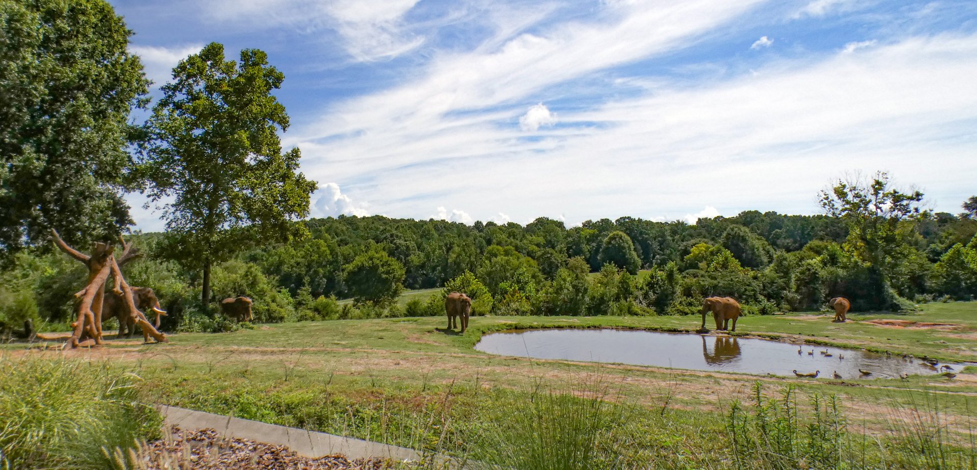 Aug. 2022 - Watani Grasslands Reserve - Left Elephant Exhibit (3 acres)