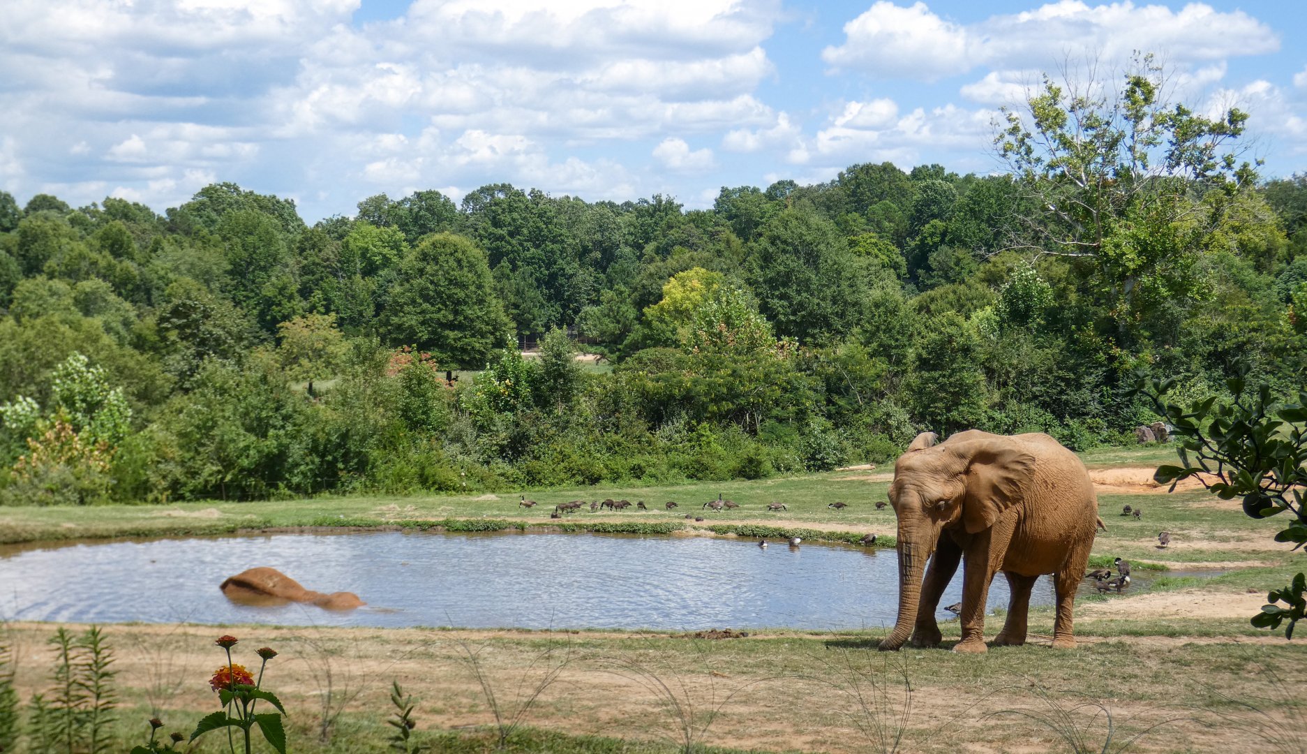 Aug. 2022 - Watani Grasslands Reserve - Left Elephant Exhibit (3 acres)