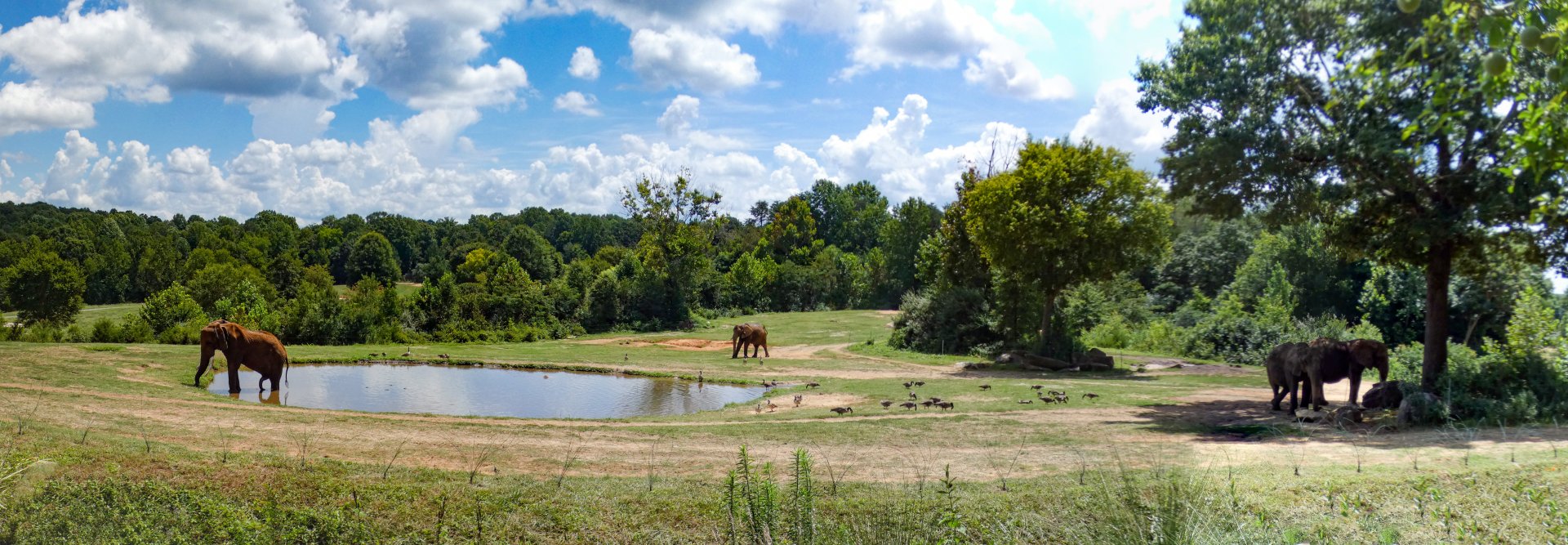 Aug. 2022 - Watani Grasslands Reserve - Left Elephant Exhibit (3 acres)