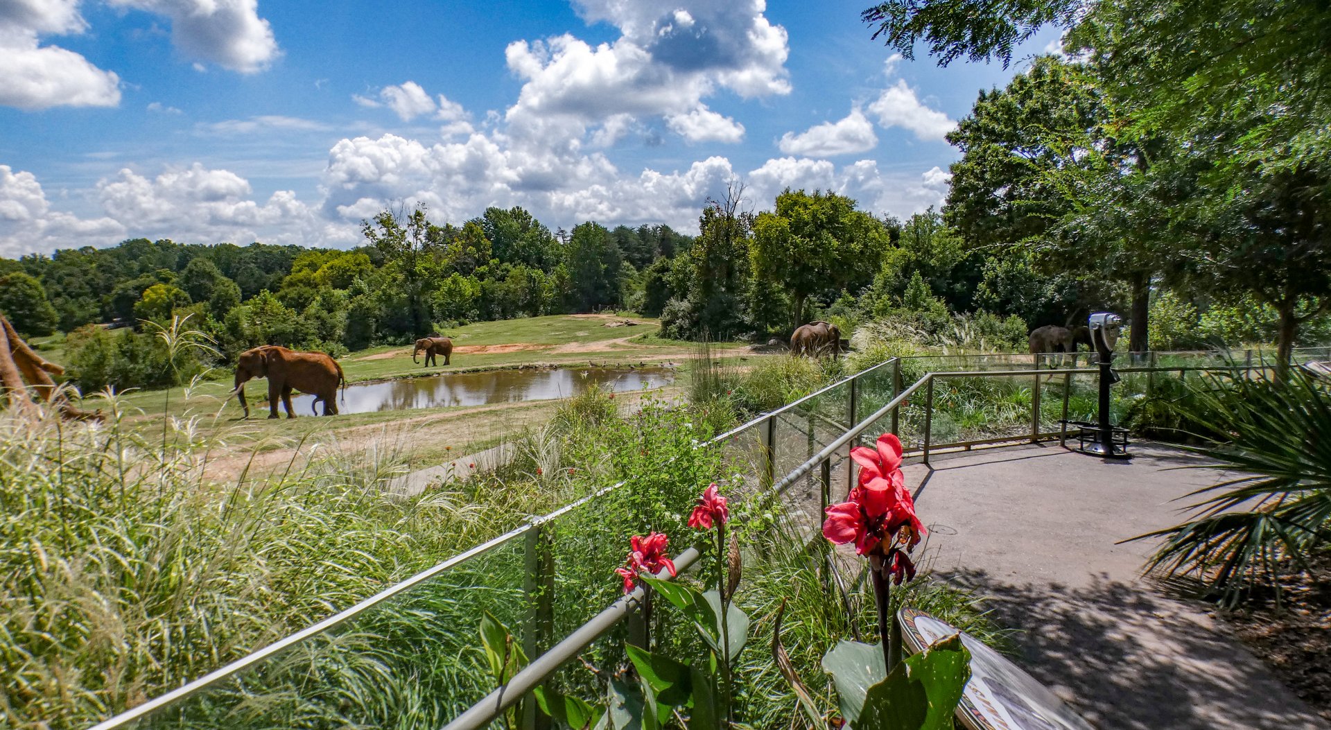 Aug. 2022 - Watani Grasslands Reserve - Left Elephant Exhibit Viewing (3 acres)
