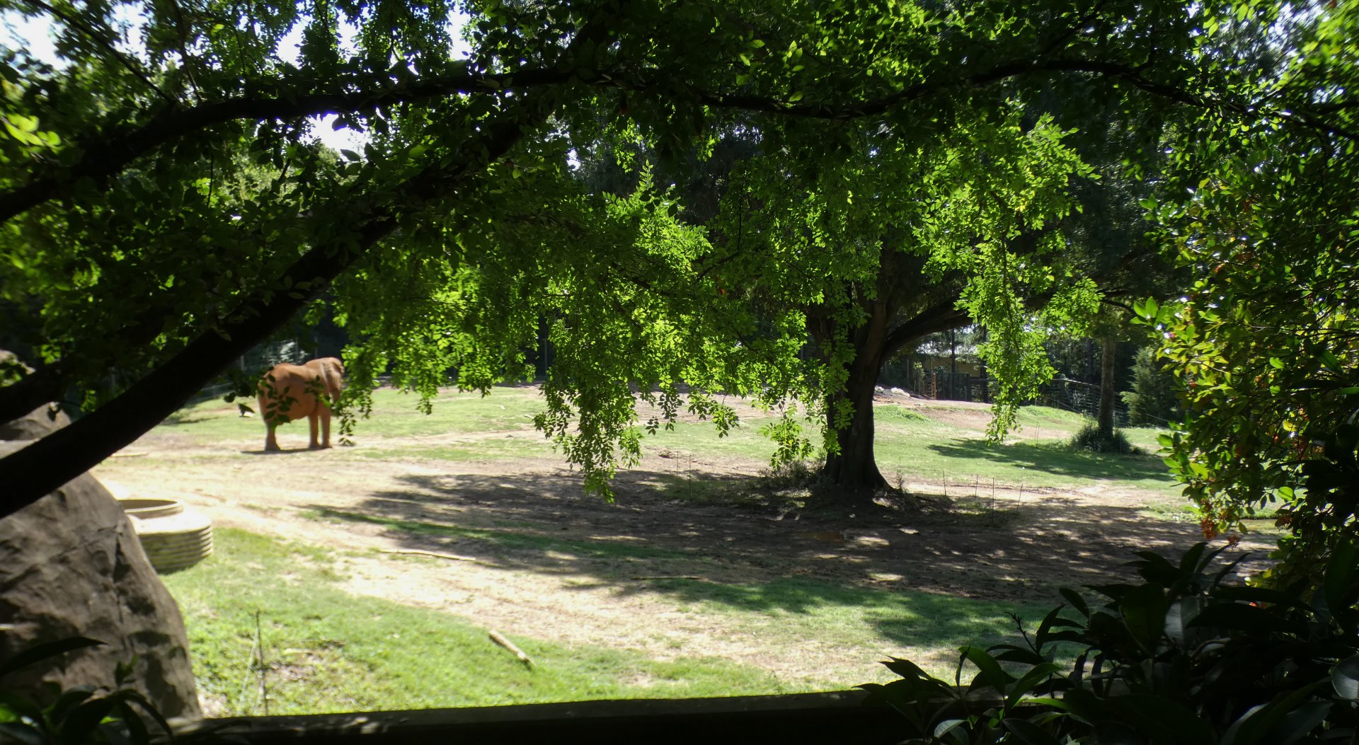 Aug. 2022 - Watani Grasslands Reserve - Right Elephant Exhibit (2.25 Acres)