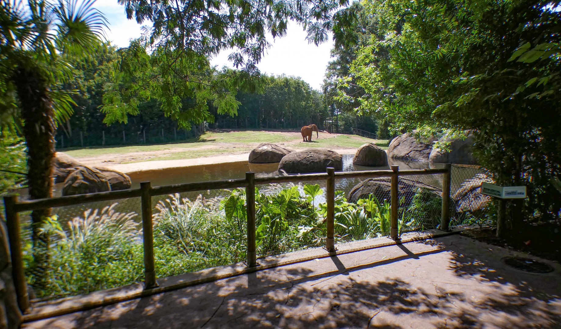 Aug. 2022 - Watani Grasslands Reserve - Right Elephant Exhibit Viewing