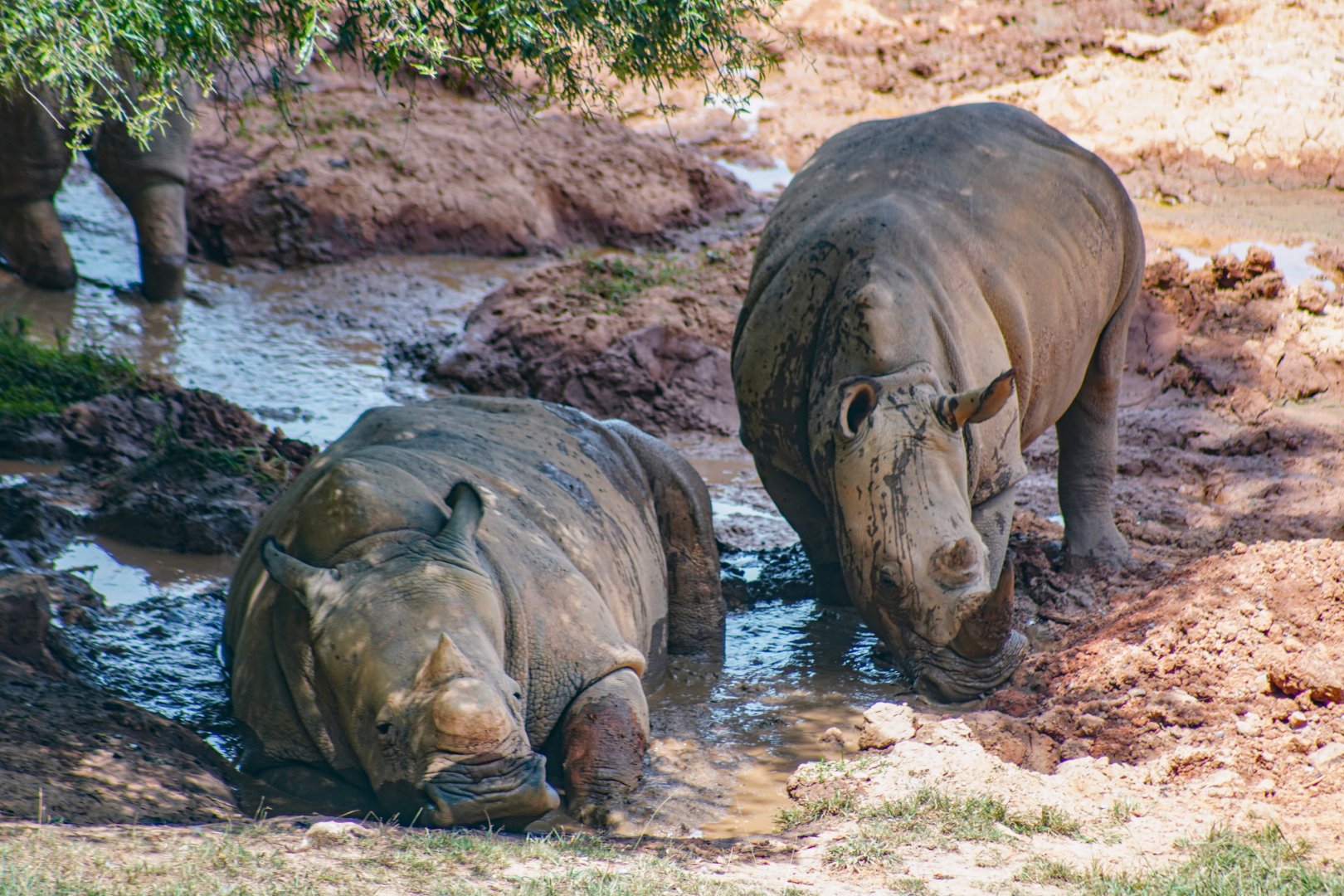 Aug. 2022 - Watani Grasslands Reserve - Southern White Rhinos