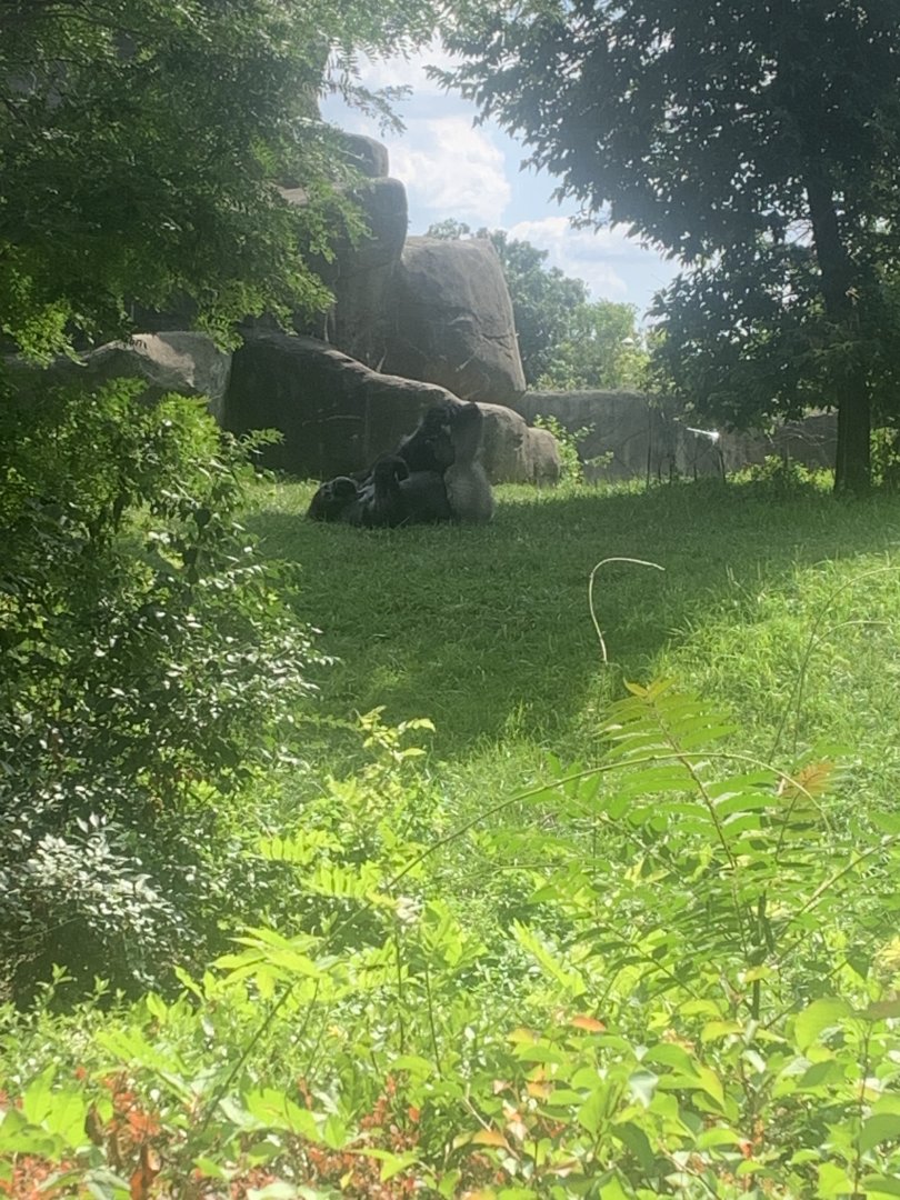 Aug. 2022- Western lowland gorilla