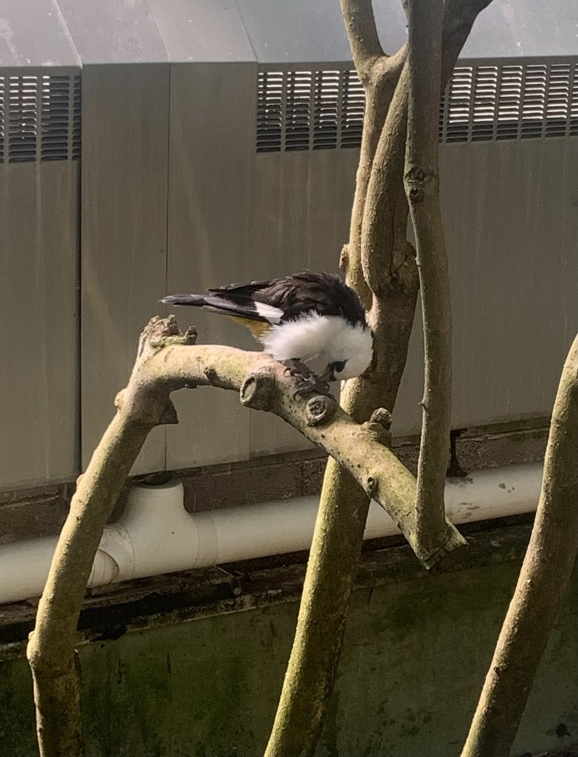 Aug. 2022- White-headed buffalo weaver