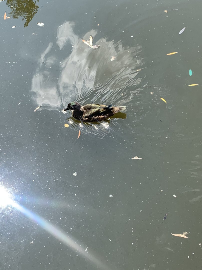 Aug. 2022- Wood duck