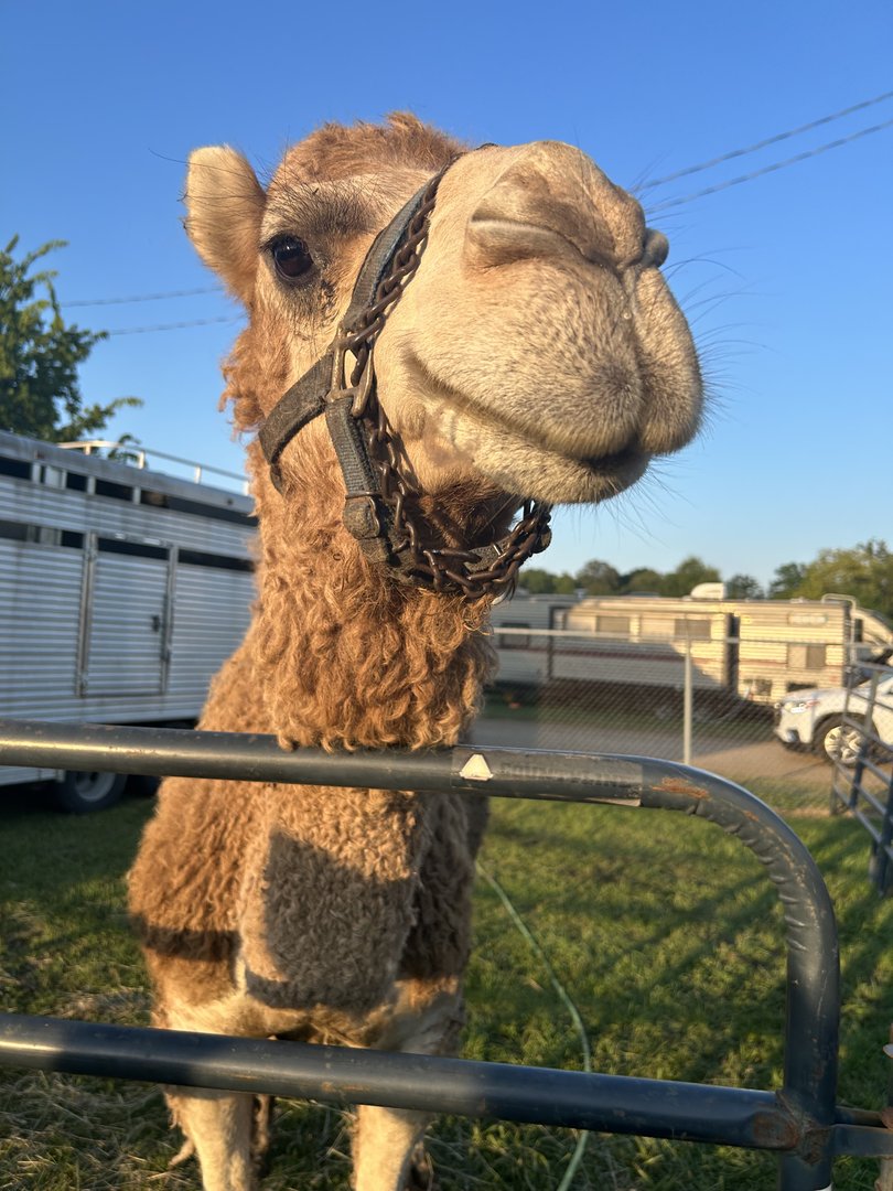 Aug. 2023- Dromedary camel