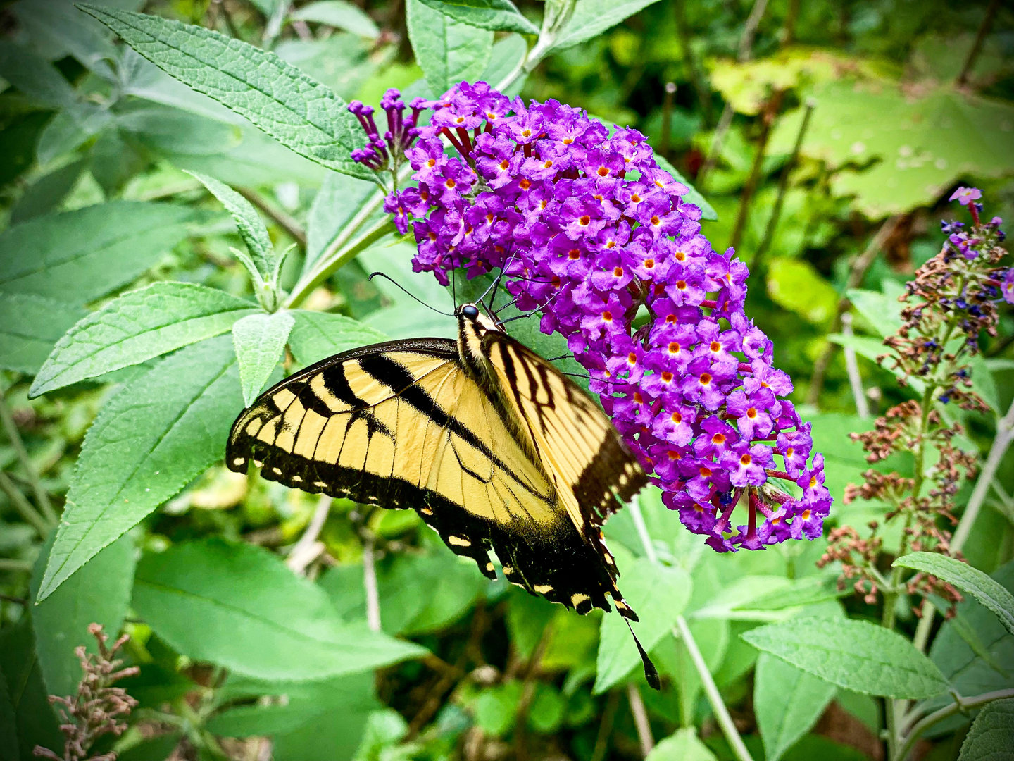 Aug. 2023 - Eastern Tiger Swallowtail