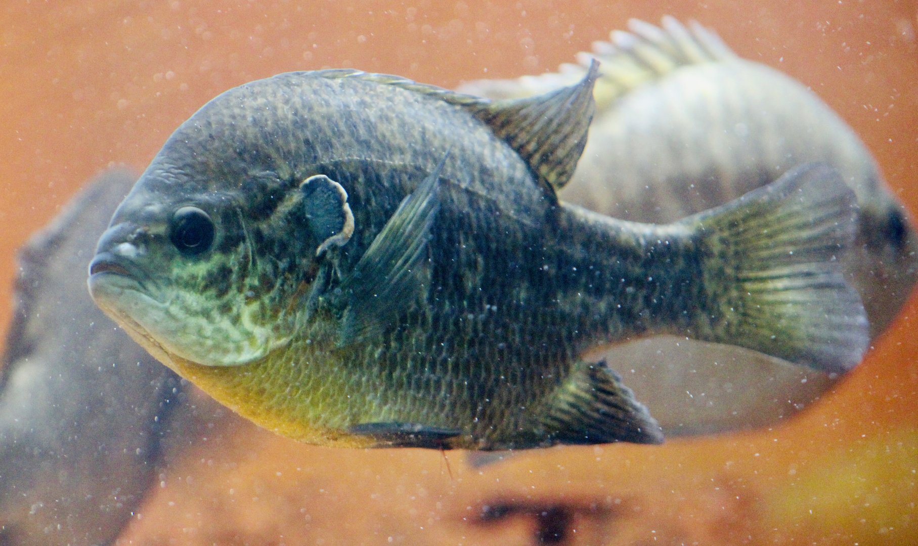 Aug. 2023 - Indiana State Fair - Bluegill