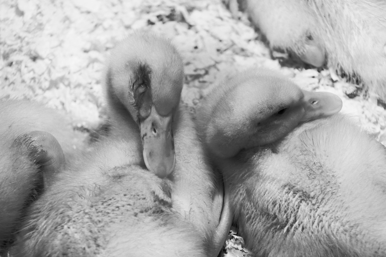 Aug. 2023 - Indiana State Fair - Ducklings