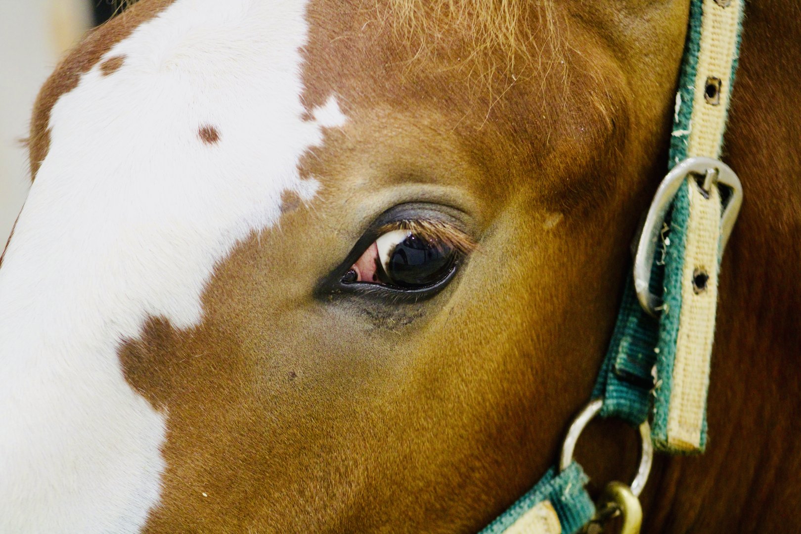 Aug. 2023 - Indiana State Fair - Eye of a Horse