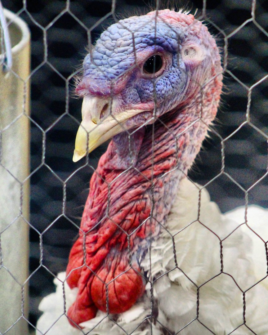 Aug. 2023 - Indiana State Fair - Royal Palm Turkey