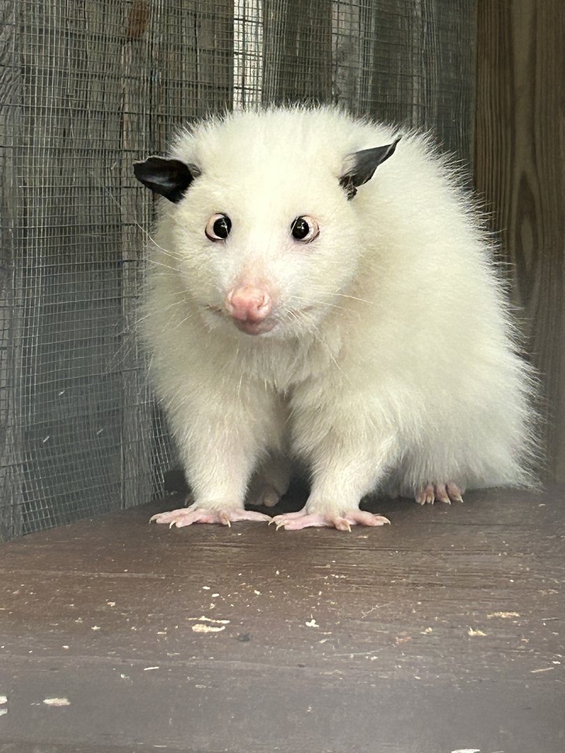 Aug. 2023- Virginia opossum