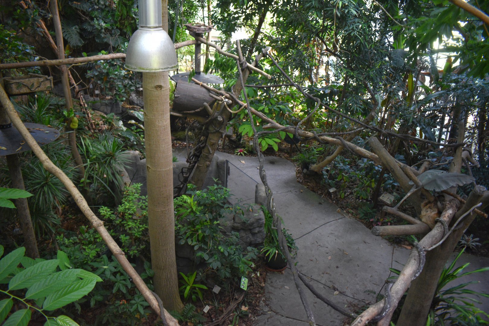 Aug. 2025 - Discovery Forest - Linne's Two-toed Sloth Exhibit