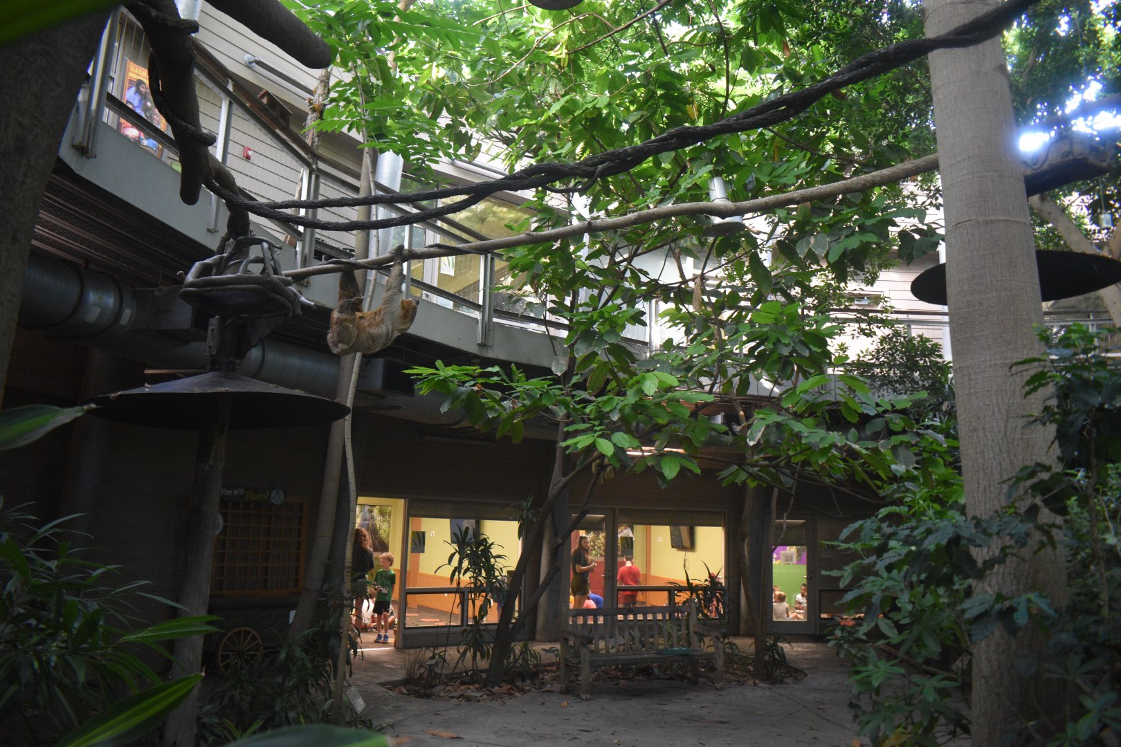 Aug. 2025 - Discovery Forest - Linne's Two-toed Sloth Exhibit