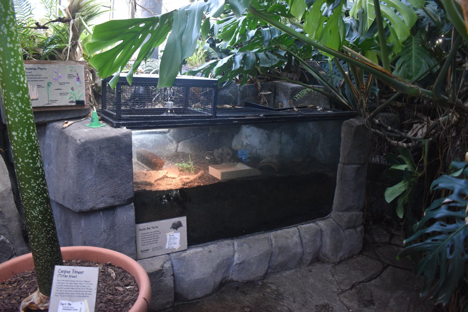 Aug. 2025 - Discovery Forest - NEW(er) Florida Box Turtle Exhibit