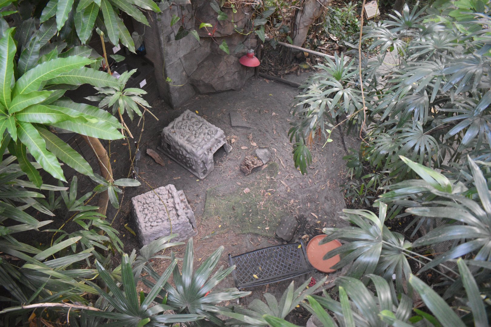 Aug. 2025 - Discovery Forest - NEW(er) Red-footed Tortoise Exhibit