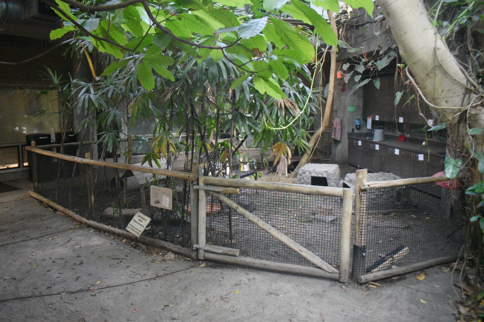 Aug. 2025 - Discovery Forest - NEW(er) - Red-footed Tortoise Exhibit