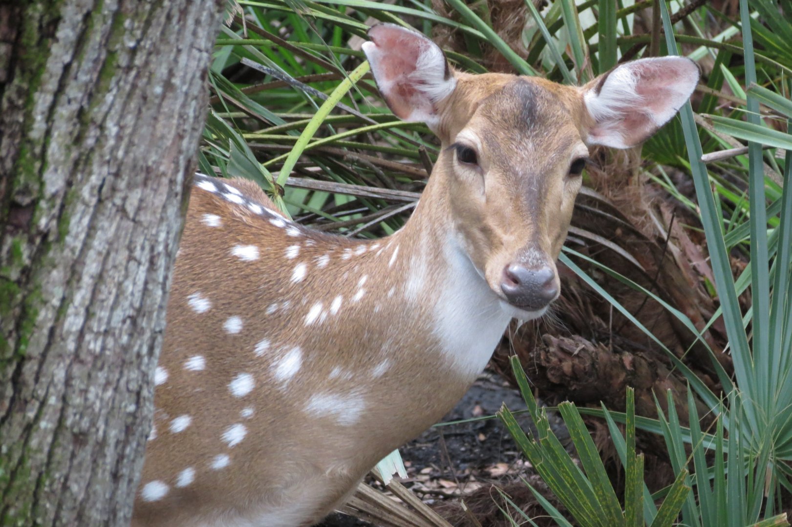 Aug. 2025 - Fallow Deer