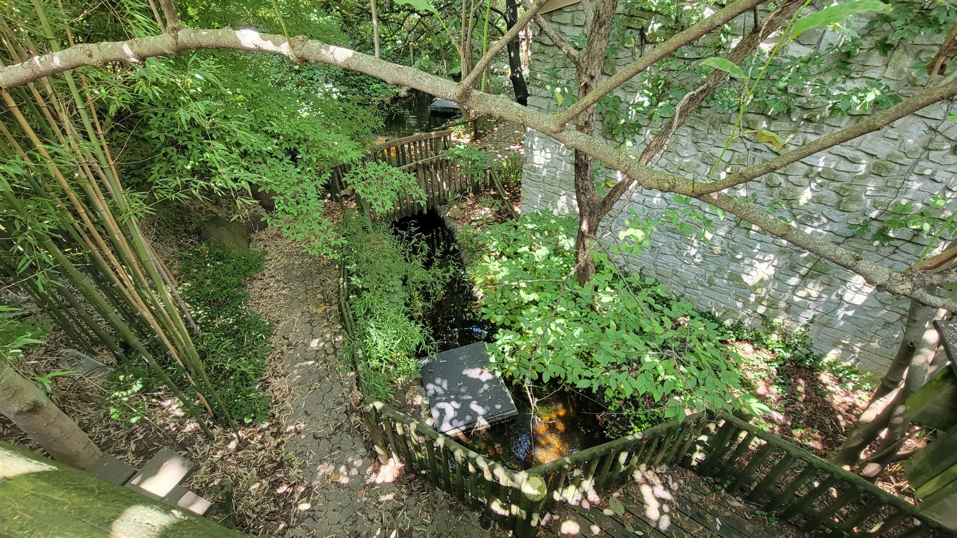 Aug. 2025 - Japanese Giant Salamander Ponds