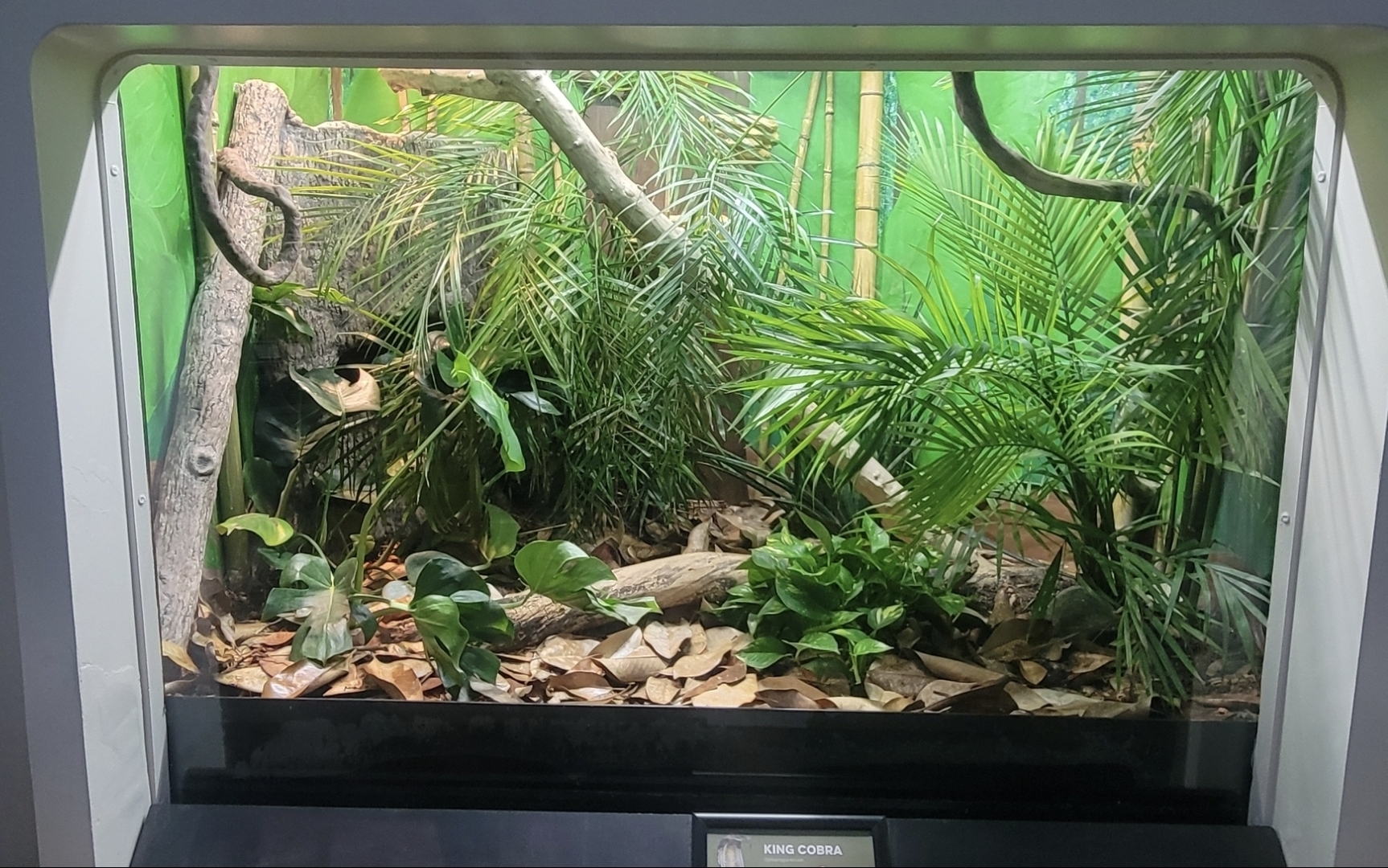 Aug. 2025 - Reptile House - New King Cobra Exhibit