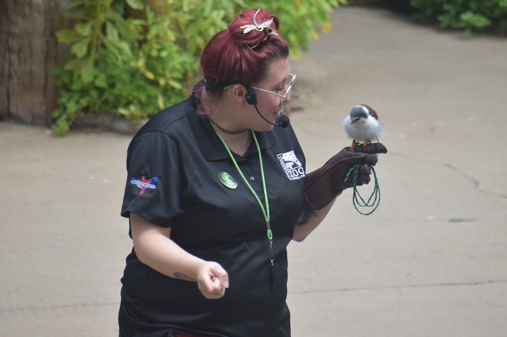 Aug. 2025 - Wings of Wonder - African Pygmy Falcon