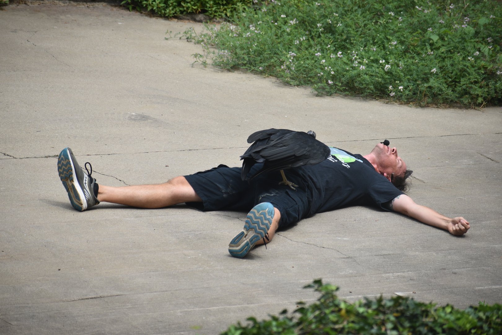 Aug. 2025 - Wings of Wonder - Black Vulture