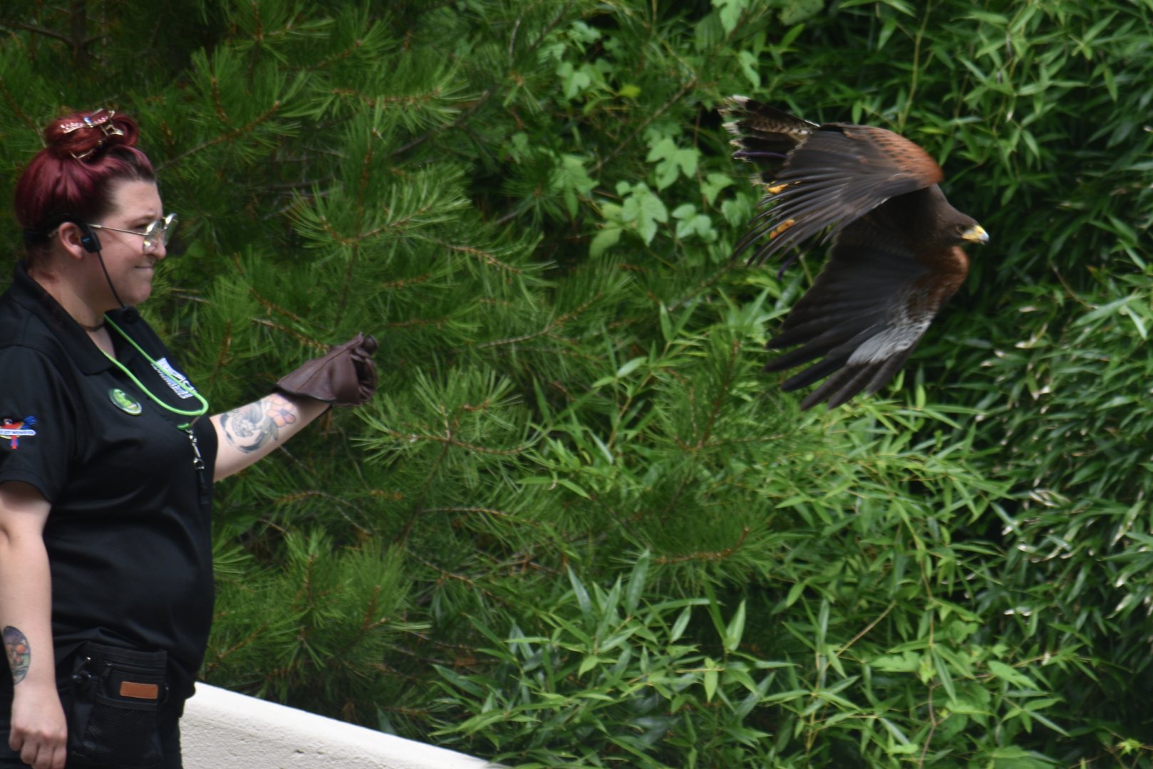 Aug. 2025 - Wings of Wonder - Harris's Hawk