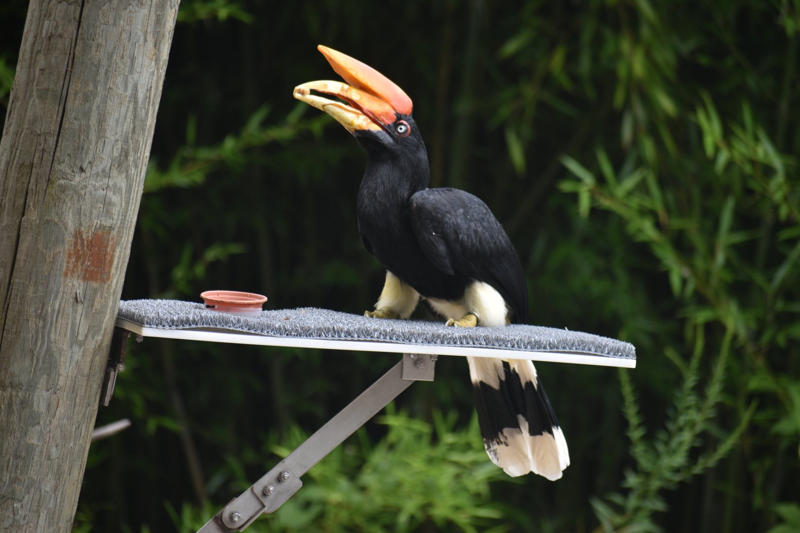 Aug. 2025 - Wings of Wonder - Rhinoceros Hornbill (Teri)