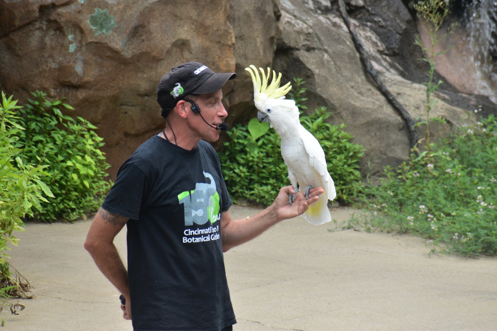 Aug. 2025 - Wings of Wonder - Sulphur-crested Cockatoo (Sydney)