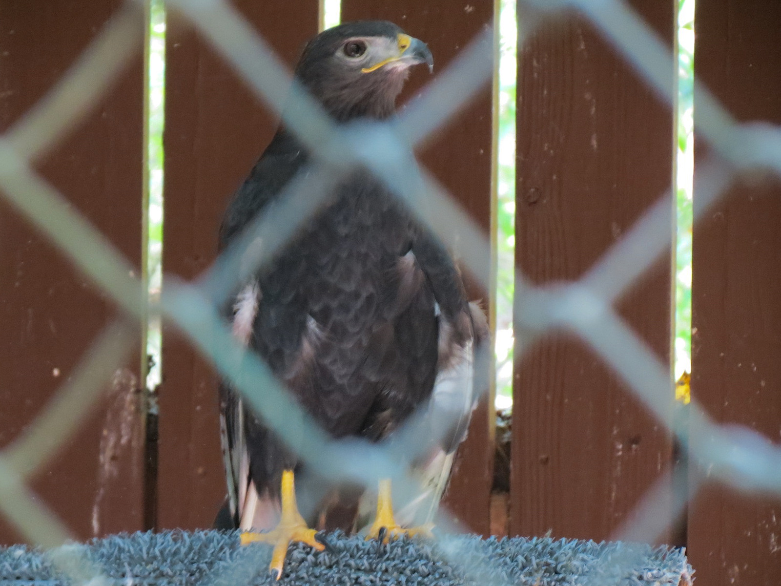 Augur Buzzard and Turkey Vulture Exhibit - Augur Buzzard
