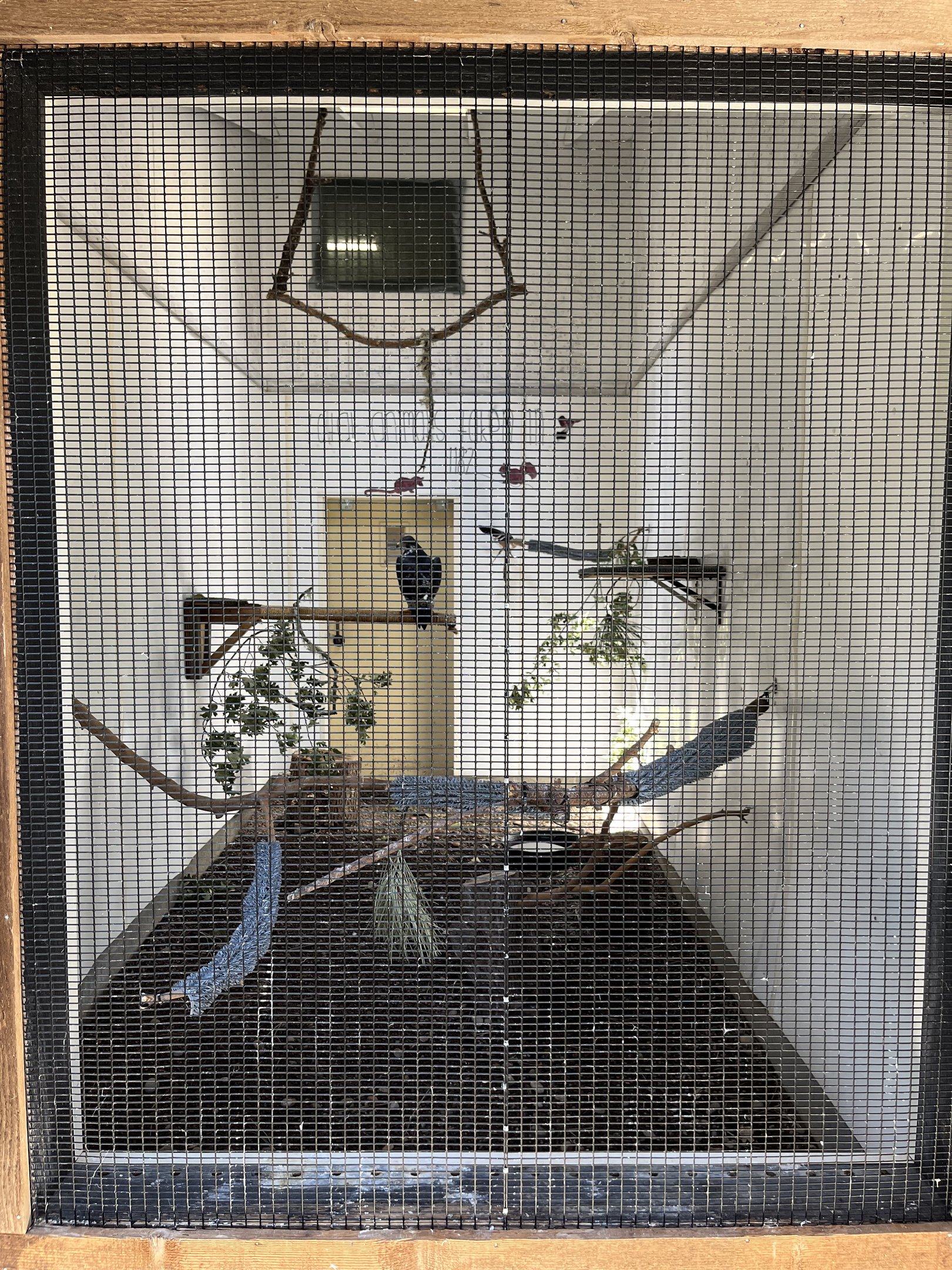 Augur Buzzard Aviary