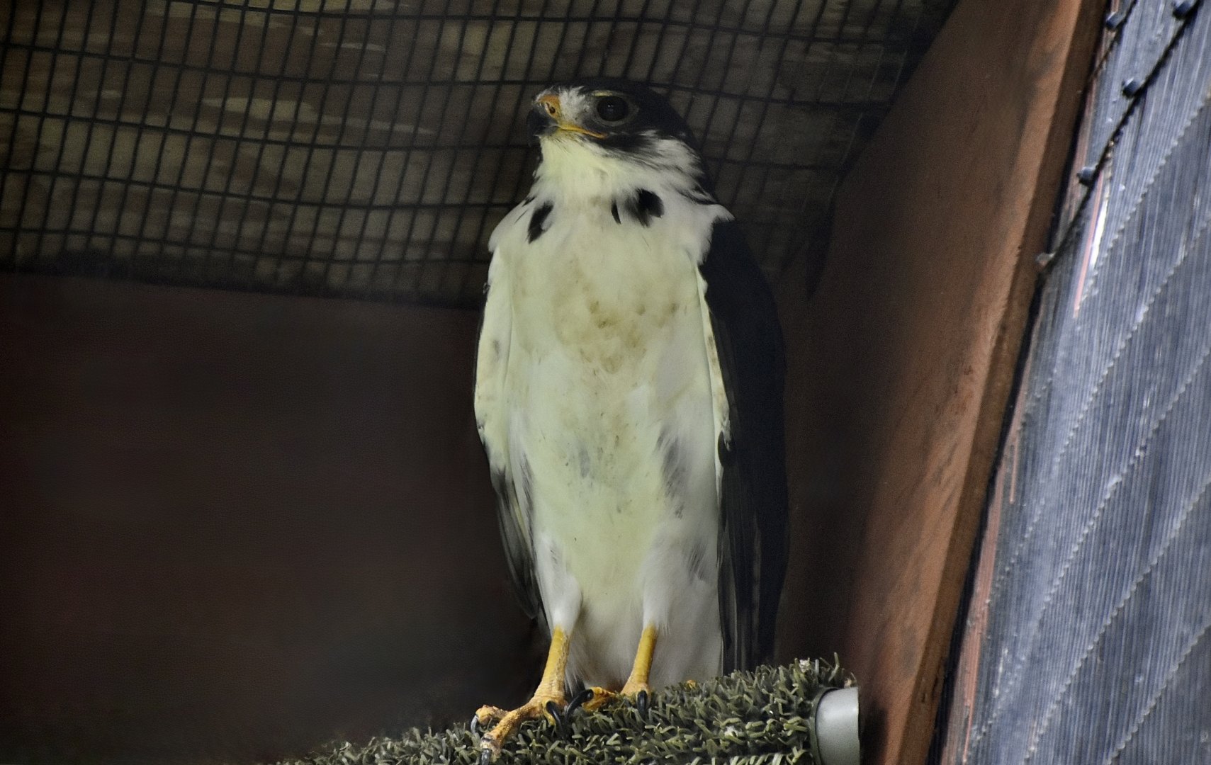 Augur Buzzard (Buteo augur) - "Caspian"