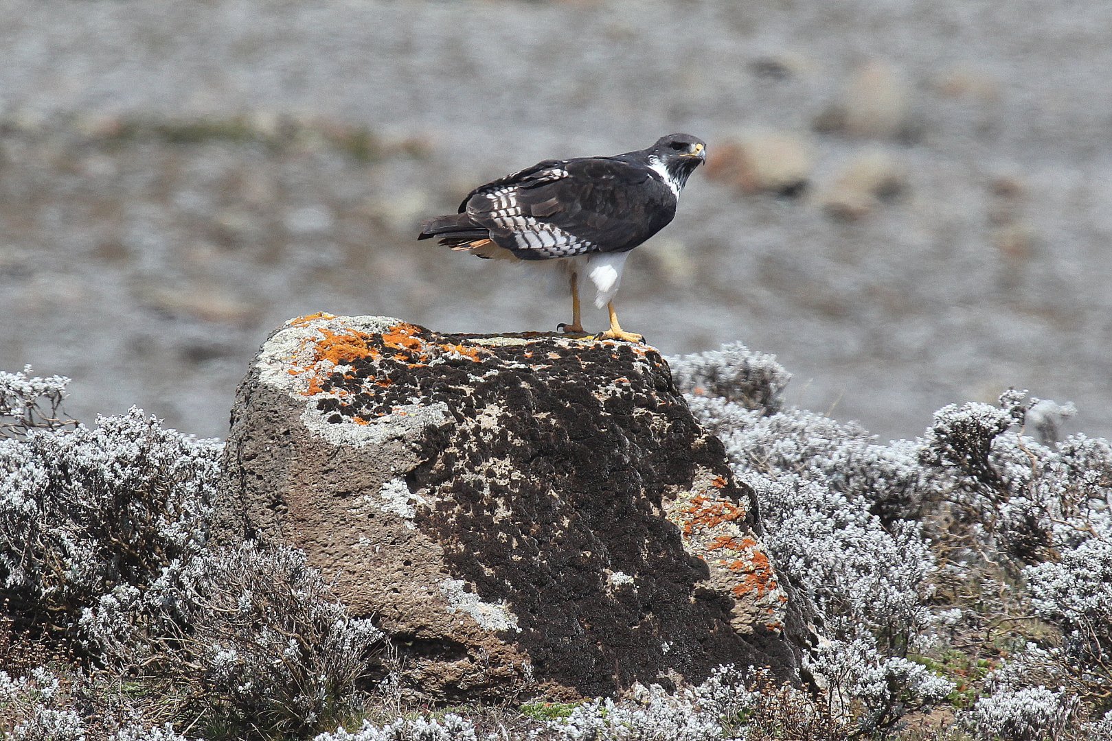 Augur Buzzard (Buteo augur)