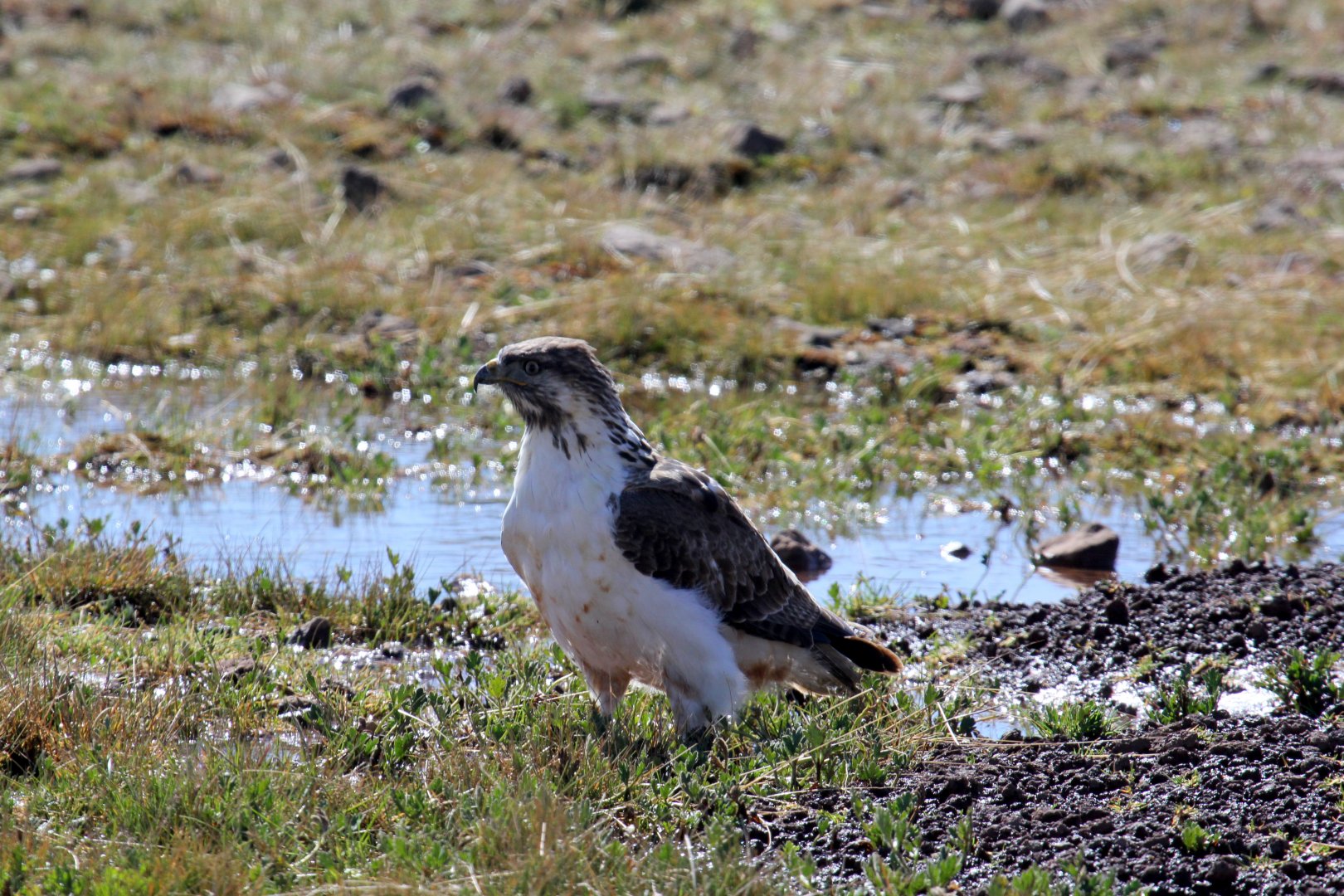 Augur Buzzard (Buteo augur)