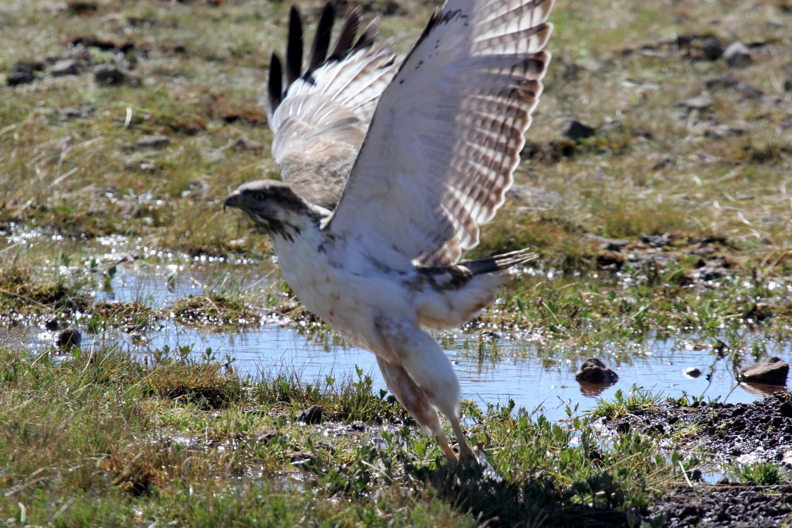 augur buzzard (Buteo augur)