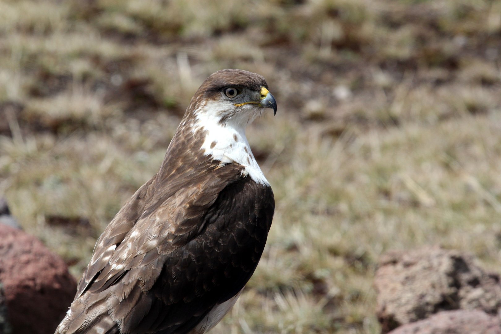 augur buzzard (Buteo augur)