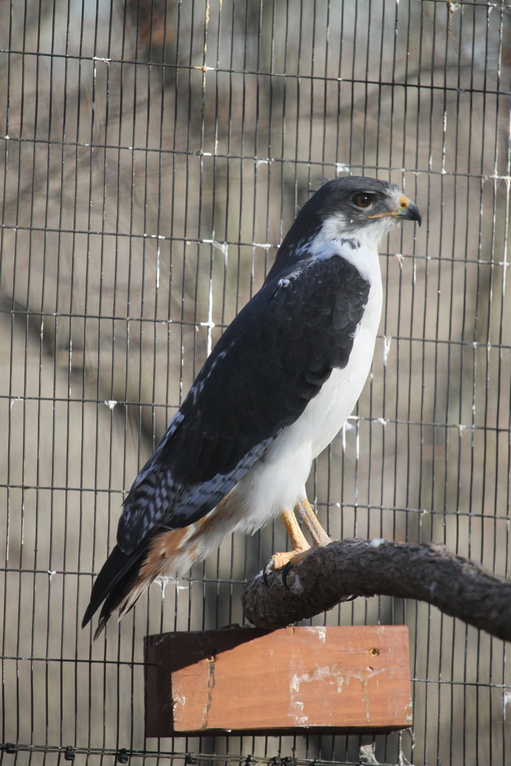 Augur Buzzard (Buteo augur)