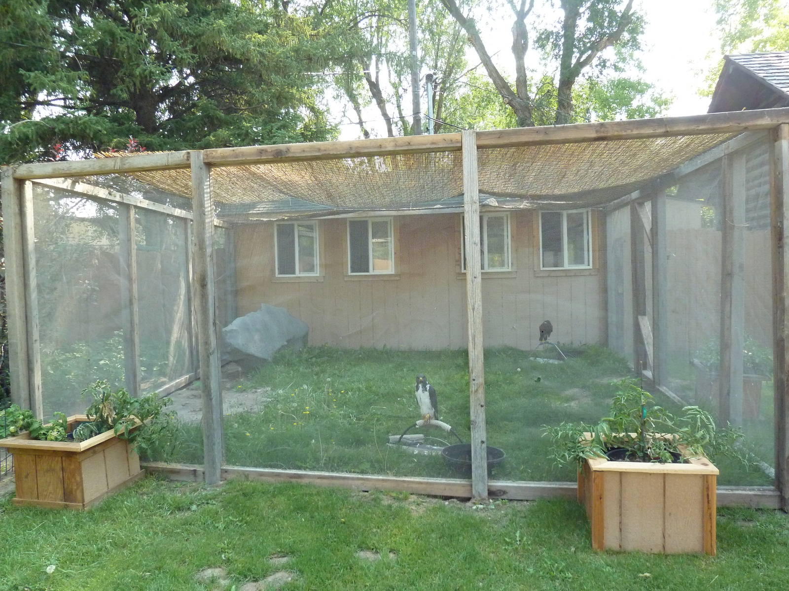 Augur Buzzard/Harris's Hawk Exhibit