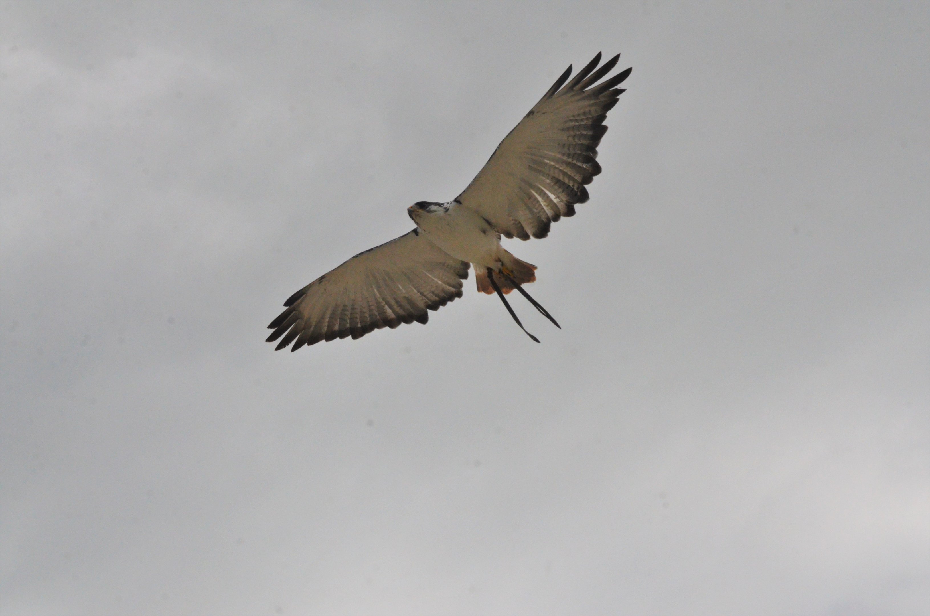Augur Buzzard - Les Maîtres des Airs at Beauval, 12/06/18