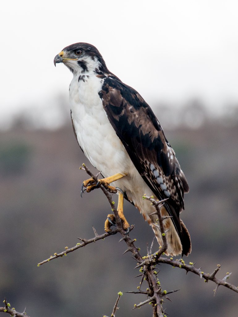 Augur Buzzard