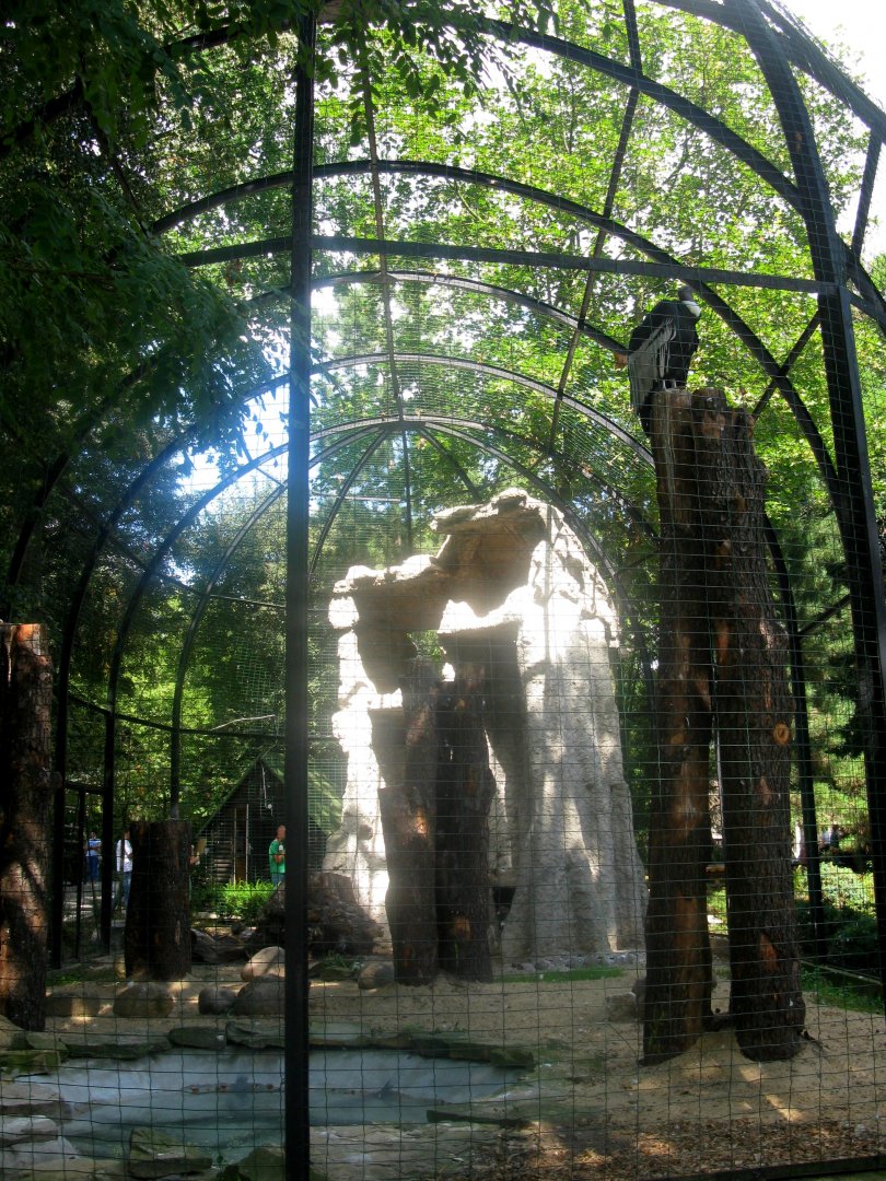 August 2013 - Andean Condor aviary