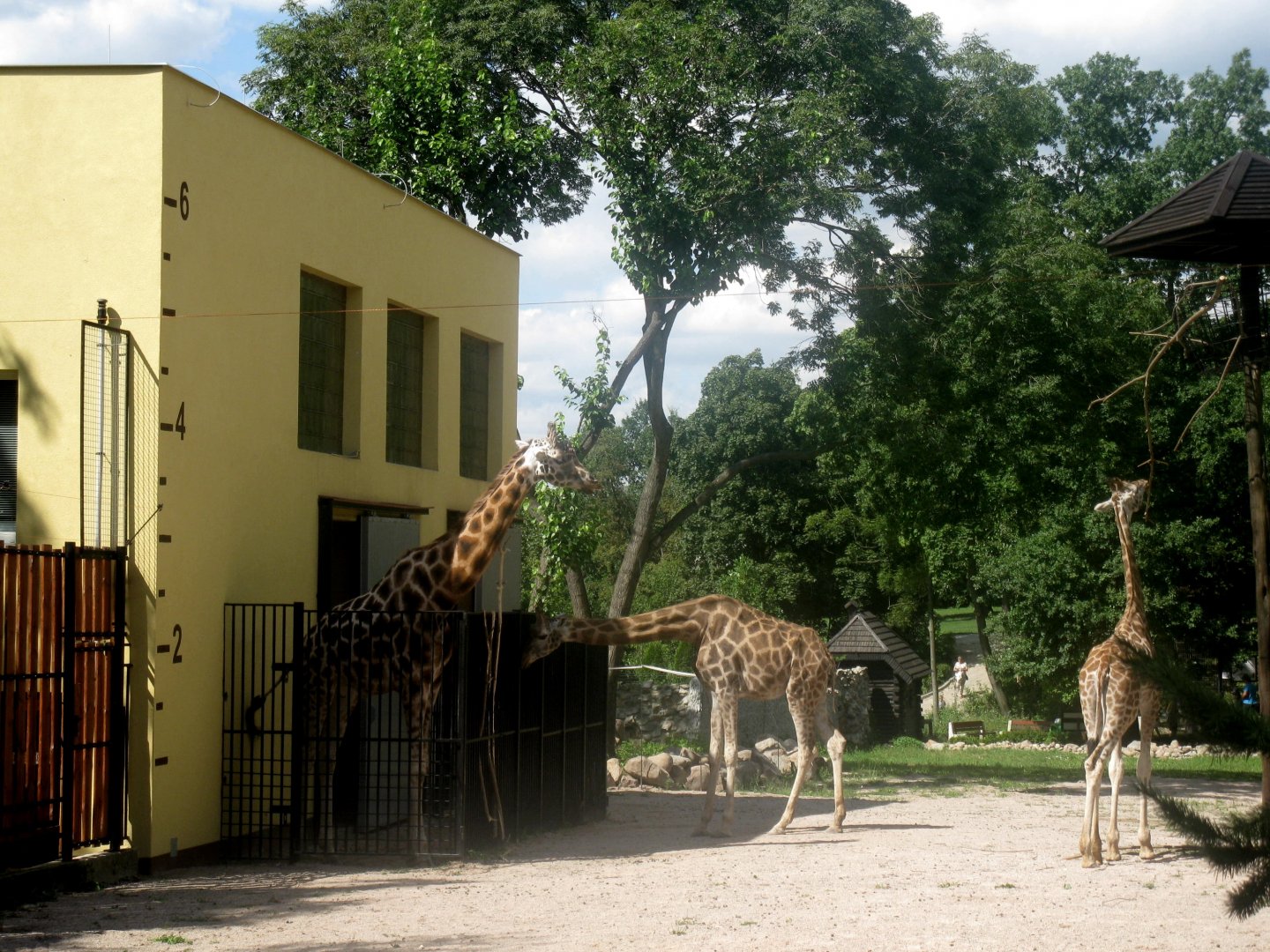 August 2013 - Giraffes enclosure and house (part)