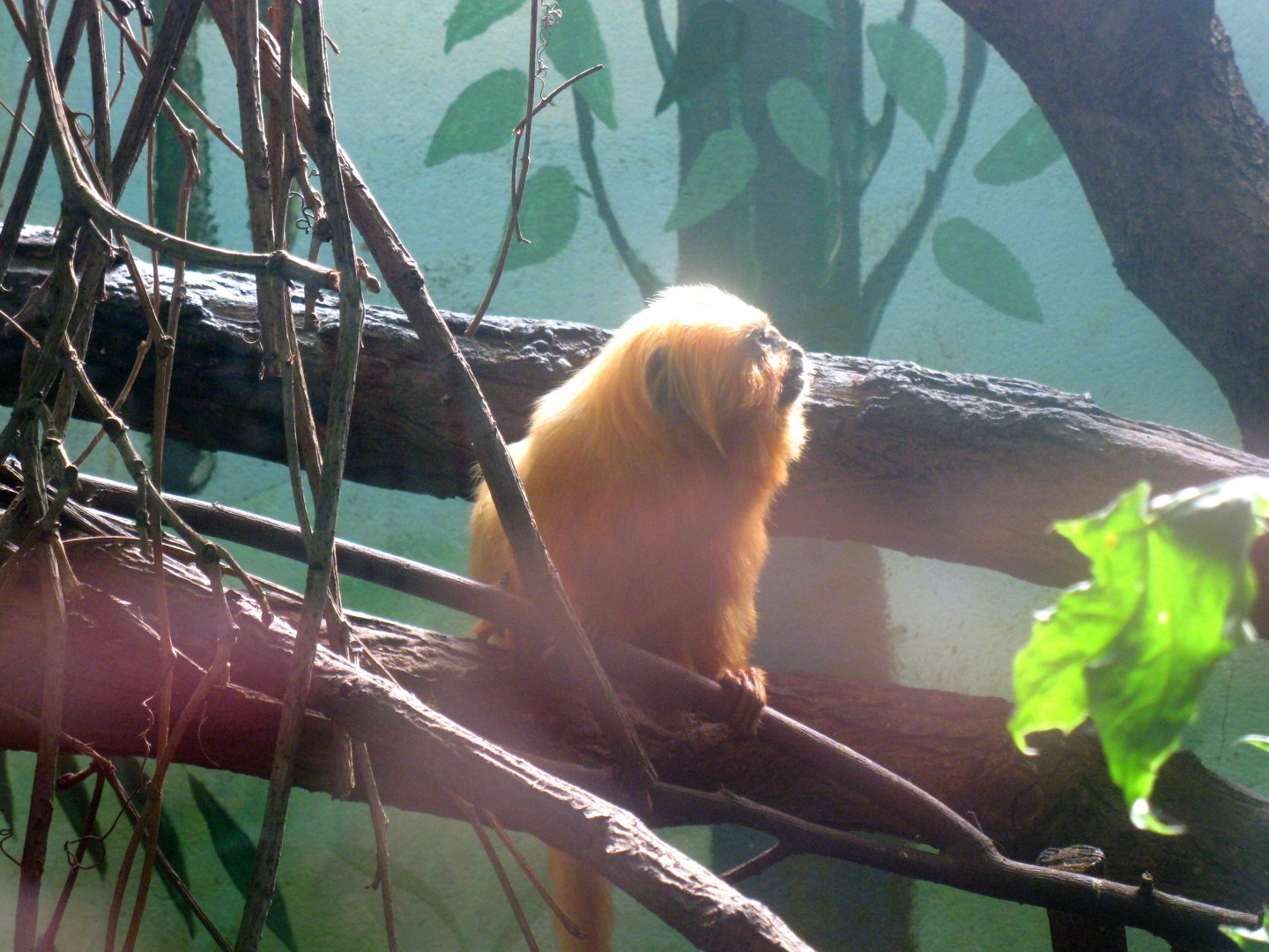 August 2013 - Golden Lion Tamarin