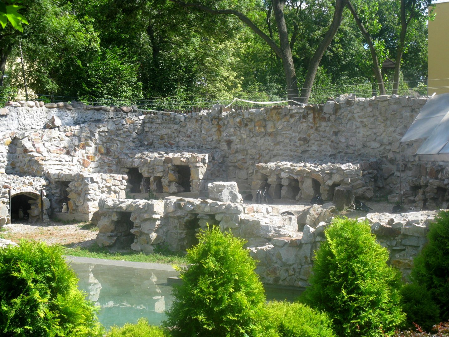 August 2013 - Jackass Penguins enclosure