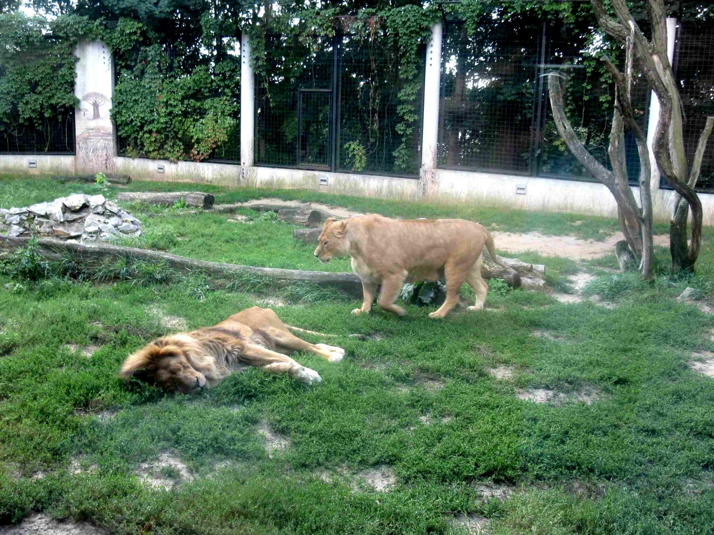 August 2013 - Lions