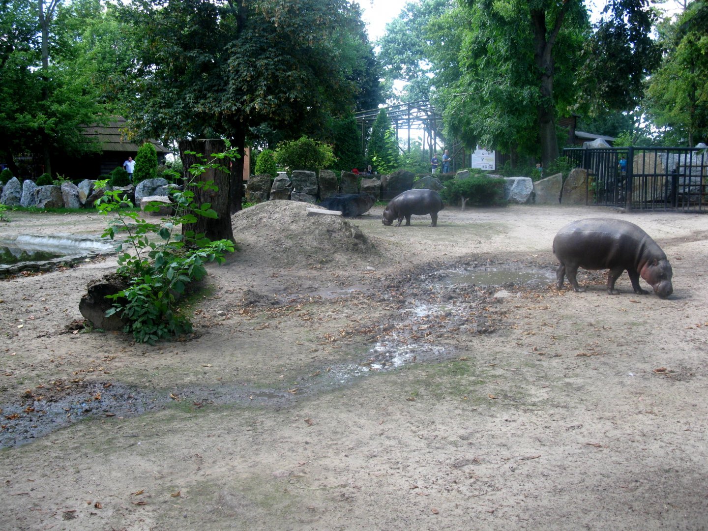 August 2013 - Pygmy Hippo enclosure