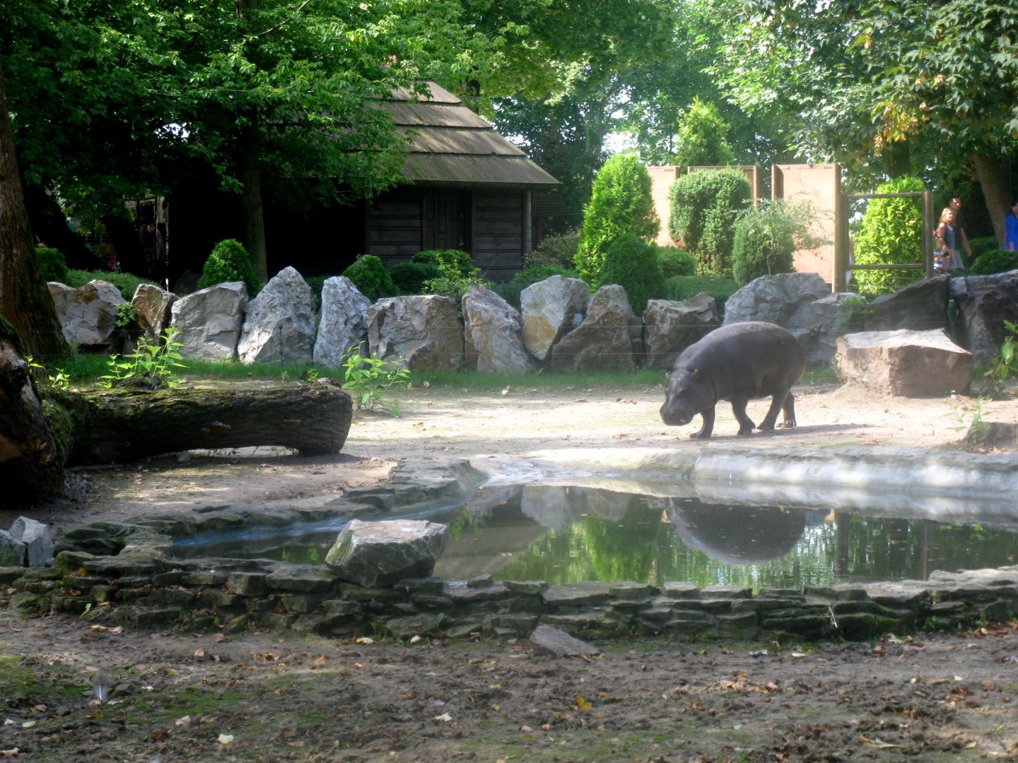 August 2013 - Pygmy Hippo